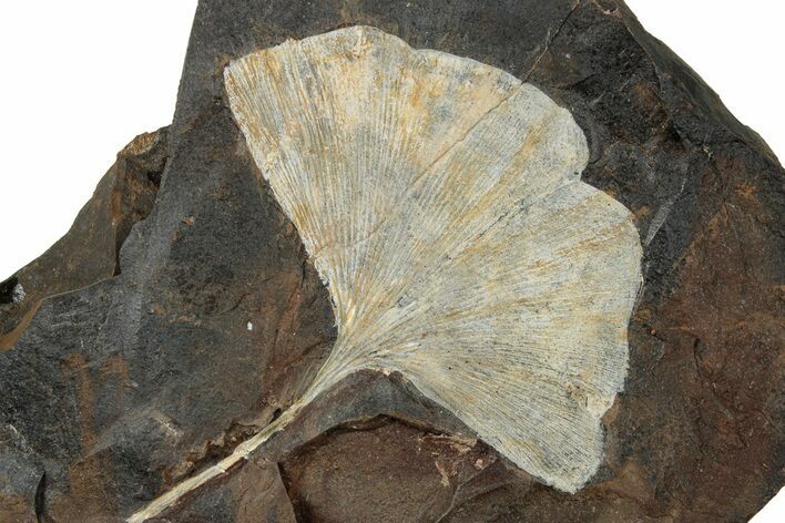 Paleocene Fossil Ginkgo Leaf - North Dakota #270202